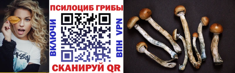 Псилоцибиновые грибы Psilocybe Донской