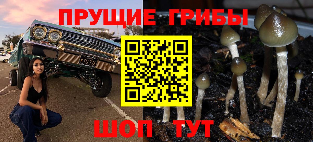 Донской  Псилоцибиновые грибы GOLDEN TEACHER  Вход с VPN  Псилоцибиновые грибы Psilocybine cubensis 